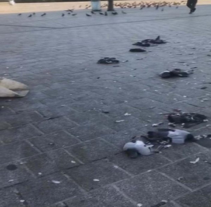 İstanbul'da bir sürücü güvercinleri öldürdü