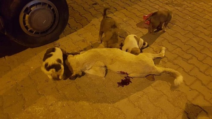 Şanlıurfa'da şimdi de bir sokak köpeği öldürüldü