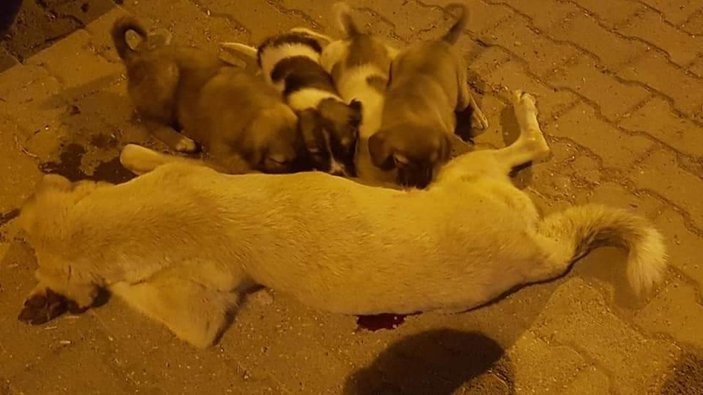 Şanlıurfa'da şimdi de bir sokak köpeği öldürüldü