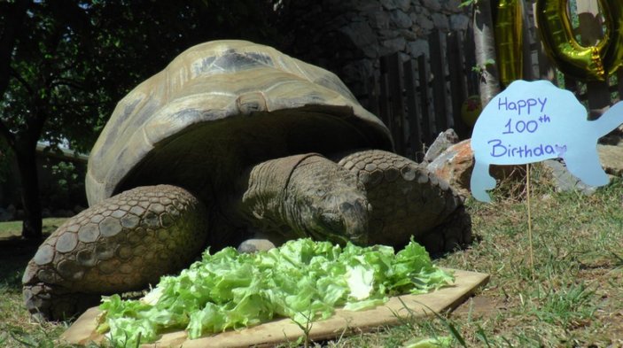 Türkiye'nin en yaşlı kaplumbağası 100 yaşında