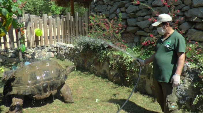 Türkiye'nin en yaşlı kaplumbağası 100 yaşında