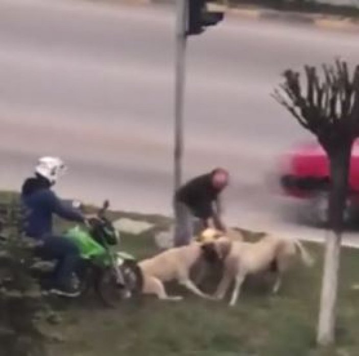 Karabük'te köpeklerin kavgası kamerada