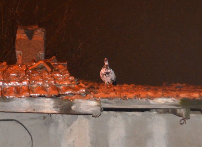 Kütahya'da çatıda mahsur kalan ördeği itfaiye kurtardı