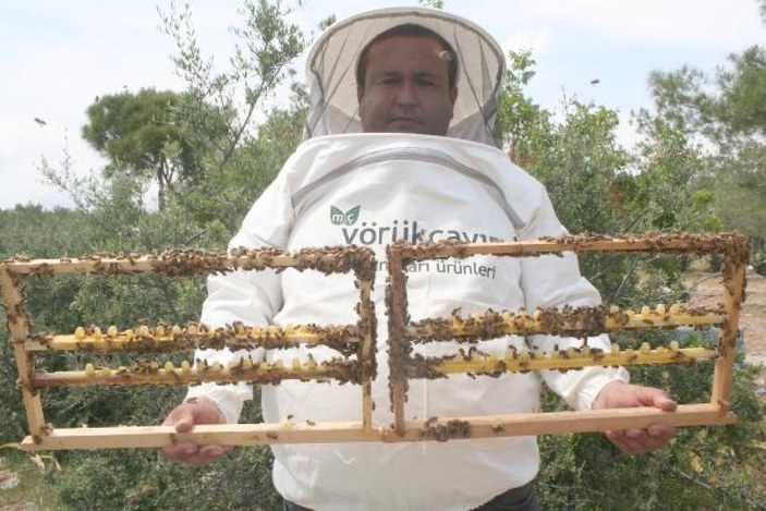 Kilosu 16 bin TL olan arı sütüne korona ilgisi