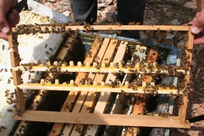 Kilosu 16 bin TL olan arı sütüne korona ilgisi