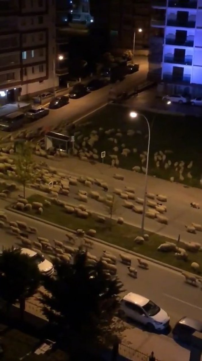 Samsun’da koyun sürüsü caddede görüntülendi