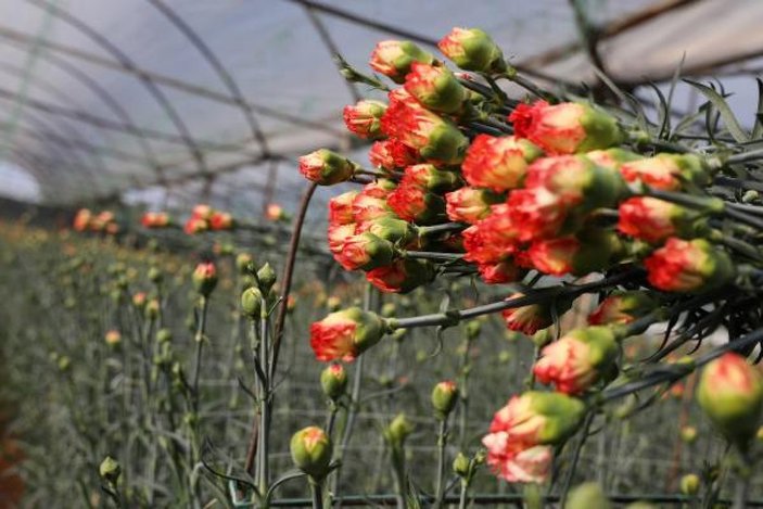 Antalya, İtalya ve İspanya'nın çiçek ihtiyacını giderecek