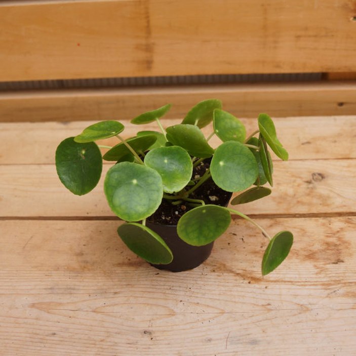 Pilea nedir