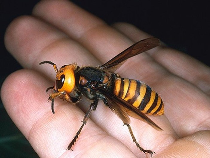 ABD, istilacı zehirli eşek arısı tehdidi altında