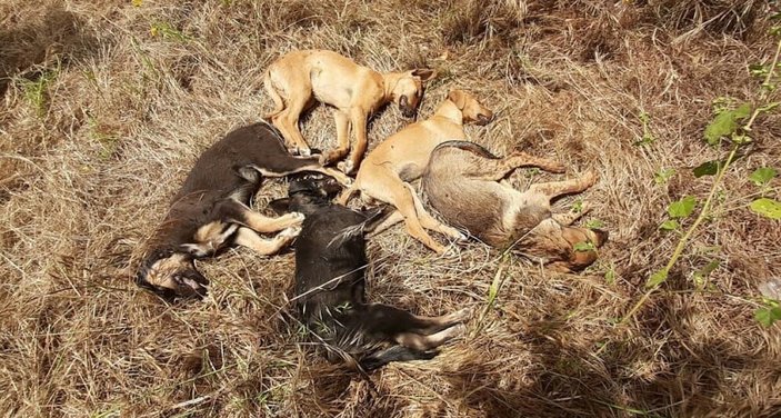 Antalya’da 5 yavru köpek ölü bulundu