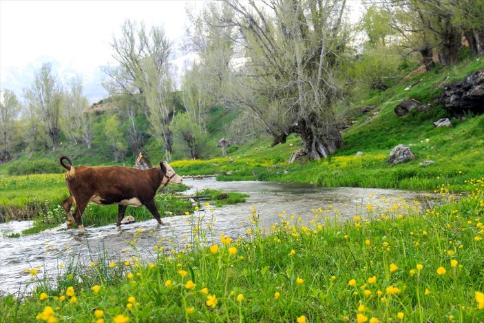 Ovacık'ta ilkbahar manzaraları