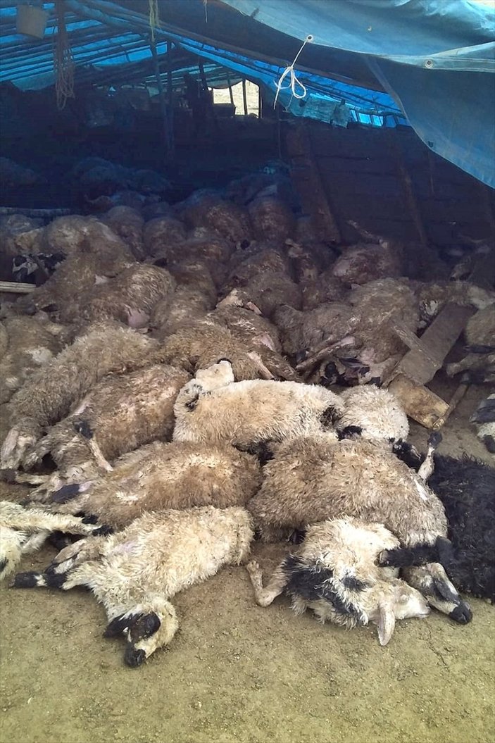 Elazığ'da kurtlar, 120 koyunu telef etti