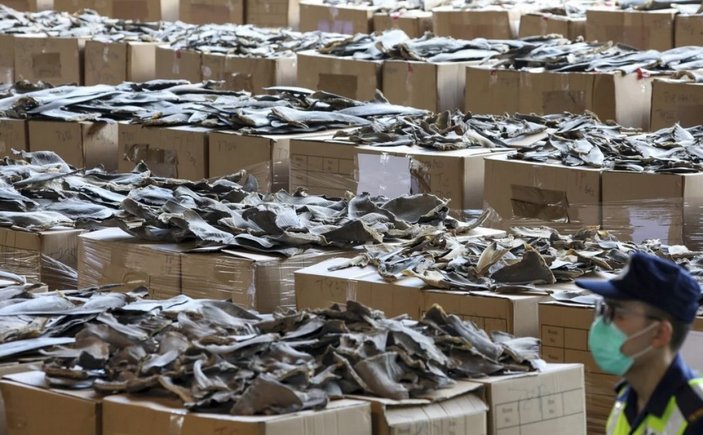 Hong Kong’da 26 ton köpek balığı yüzgeci ele geçirildi