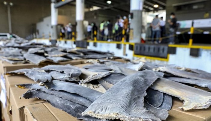 Hong Kong’da 26 ton köpek balığı yüzgeci ele geçirildi