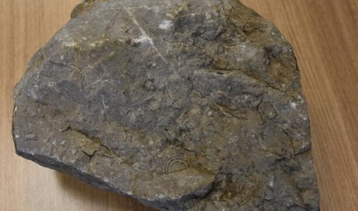 40 milyon yıllık taşta deniz canlılarına ait fosil çıktı