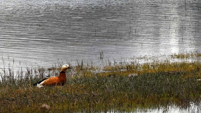 'Saklı cennet' Asboğa Gölü göçmen kuşlarla şenlendi