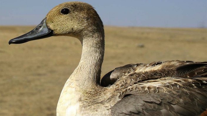 'Saklı cennet' Asboğa Gölü göçmen kuşlarla şenlendi