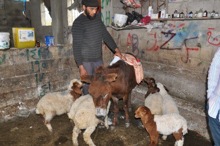 Gaziantep'te, annesiz kuzular eşek sırtından besleniyor