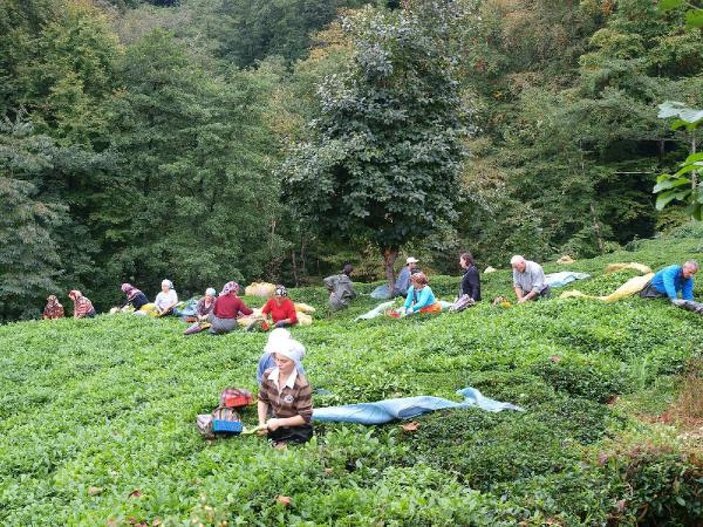 İçişleri Bakanlığı'dan çay üreticilerinin seyahat iznine ilişkin genelge