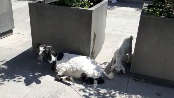 İstanbul'da, plazaların ortasında hayvanlarını otlattı