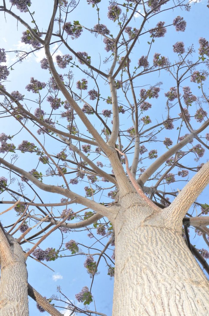 Kahramanmaraş'ta dünyanın en hızlı büyüyen ağacı