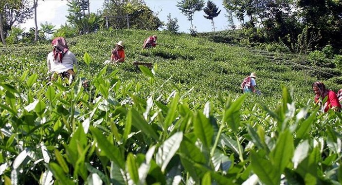 Trabzon'a gelen çay üreticileri 30 gün şehirden ayrılamayacak