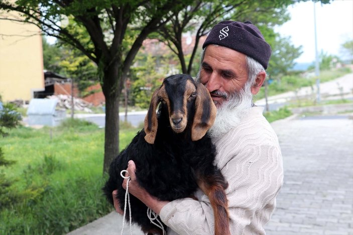 63 yaşındaki adam keçilerini omzunda taşıyor