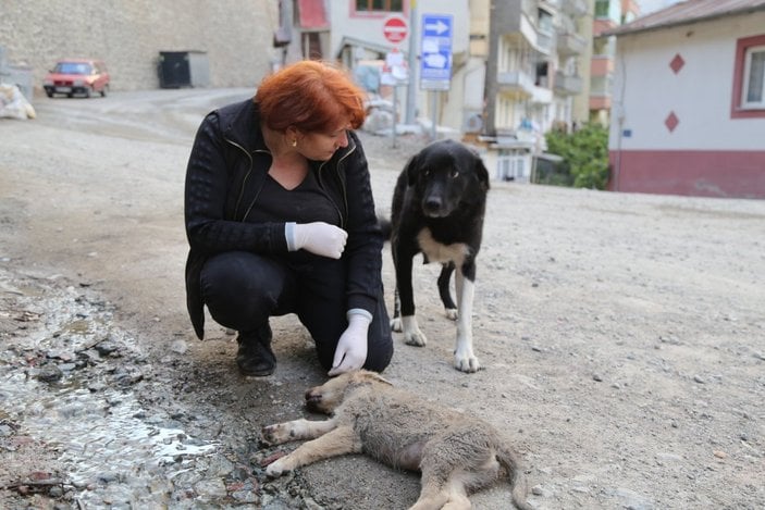 Artvin'de anne köpek, ölen yavrusunun başından ayrılmadı