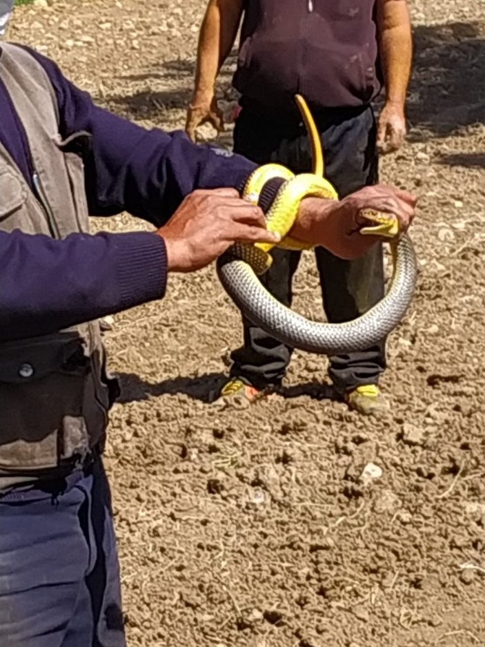 Denizli'de yakaladığı 1.5 metrelik yılanla böyle oynadı