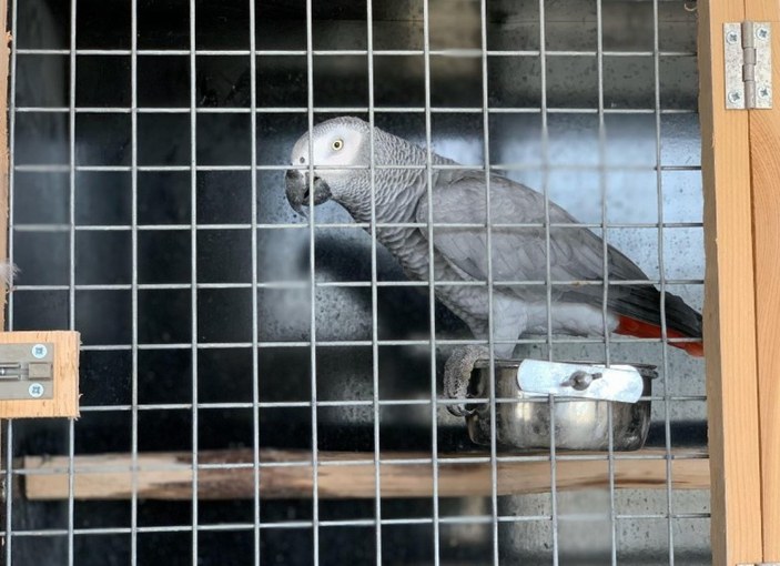 İstanbul'da hayvan kaçakçılığı operasyonu