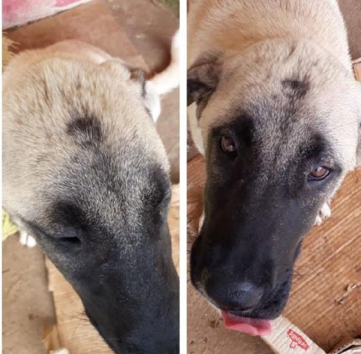 Rize'de mahallede köpek istemeyen akrabaları saldırdı