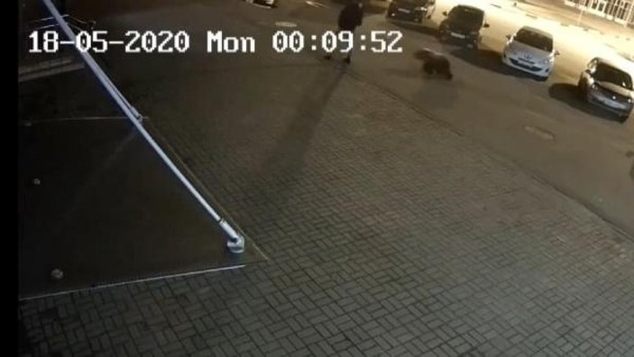 Rusya'da şehre inen ayı adama saldırdı