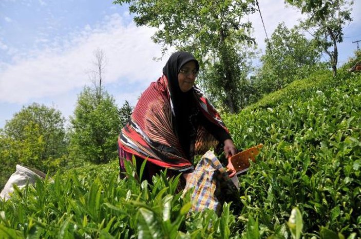 Doğu Karadeniz'de yaş çay sezonu başlıyor