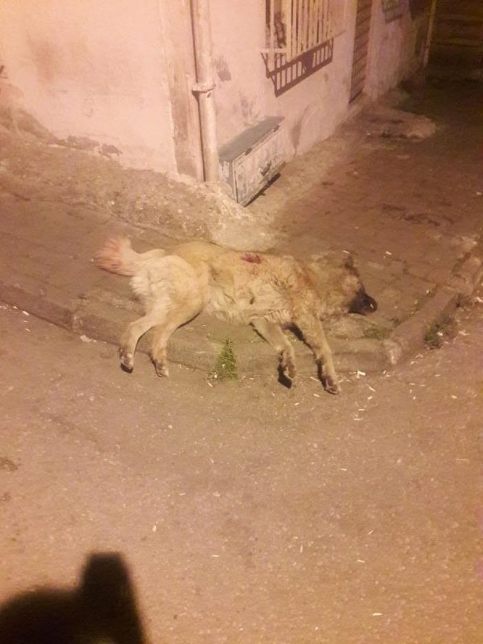 Samsun'da sokak köpeğini bıçaklayarak öldürdü