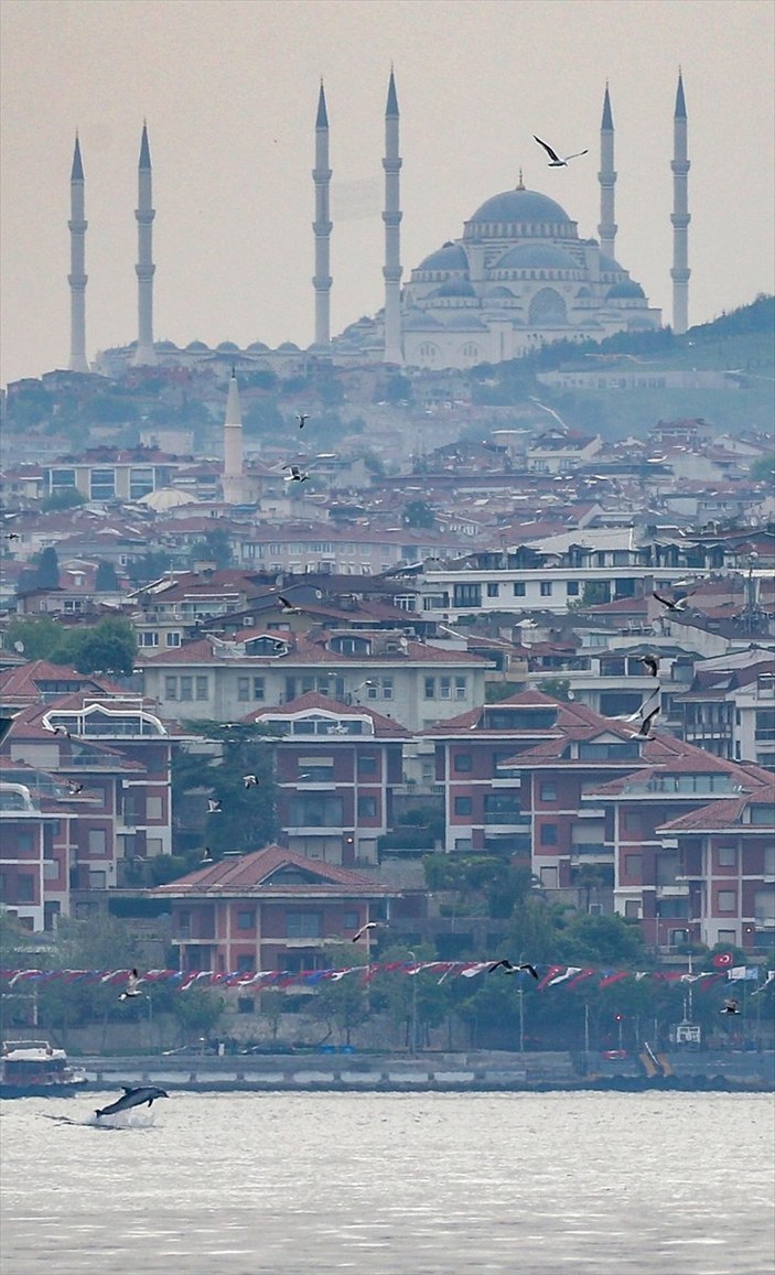 İstanbul Boğazı'nda yunuslardan görsel şölen