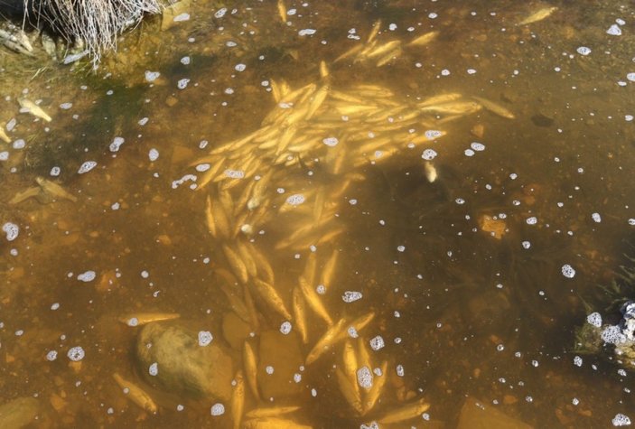Van’daki balıklar yüksek su sıcaklığından öldü