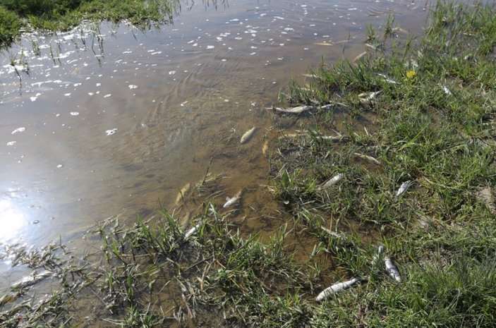Van’daki balıklar yüksek su sıcaklığından öldü