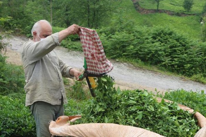 Doğu Karadeniz'de üretici çay toplamaya başladı