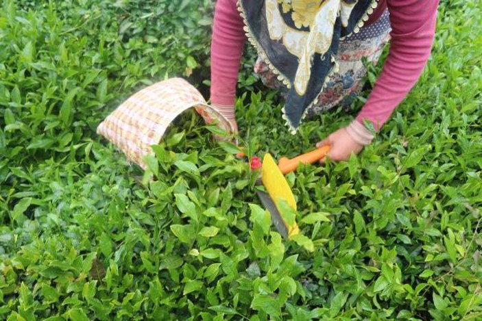 Doğu Karadeniz'de üretici çay toplamaya başladı