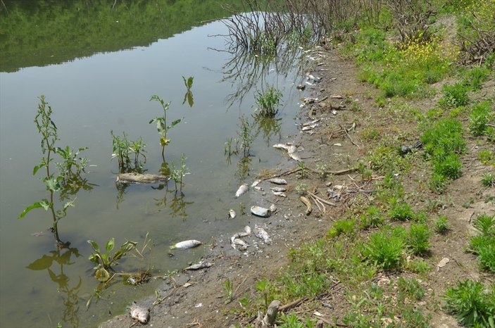 Çokal Barajı'nda ölü balıklar kıyıya vurdu