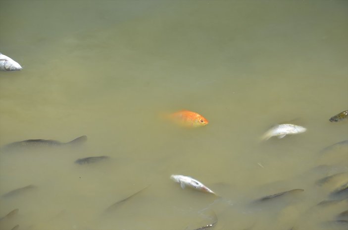 Çokal Barajı'nda ölü balıklar kıyıya vurdu