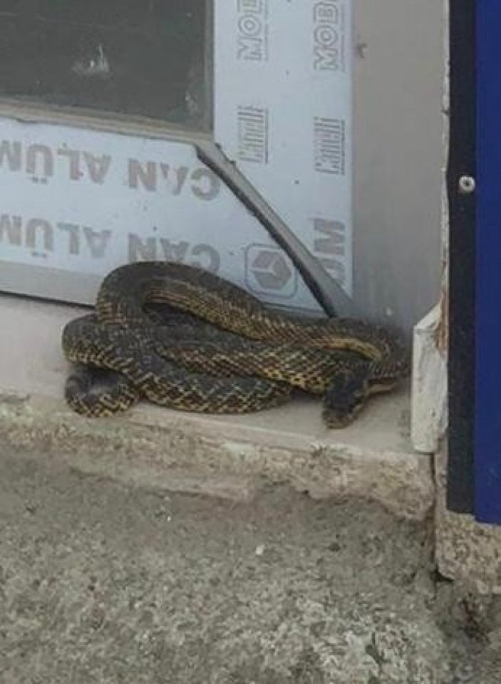 Bursa'da arka araya ortaya çıkan yılanlar, korku yarattı