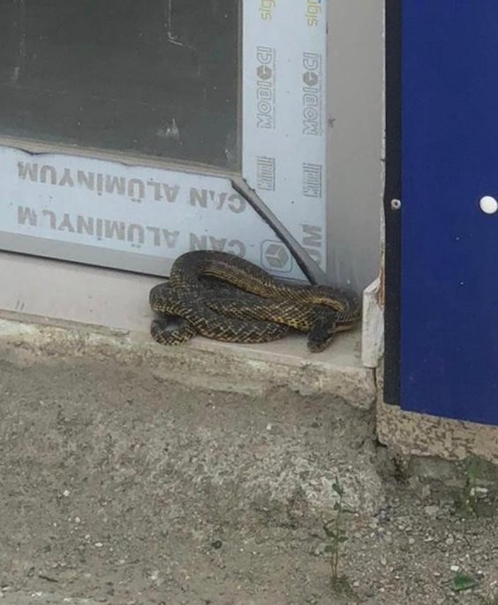 Bursa'da arka araya ortaya çıkan yılanlar, korku yarattı
