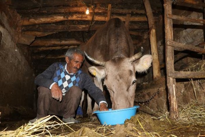 Hakkari'de bataklığa saplanan inek kurtarıldı