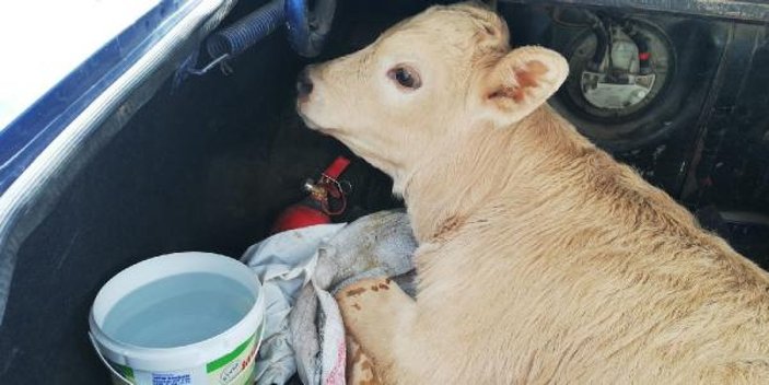 Sivas'ta, kaza yapan otomobilden buzağı çıktı