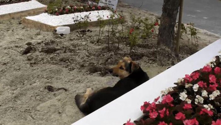Ebru Şallı Pars’ın mezarındaki köpeğin bakımını üstlendi