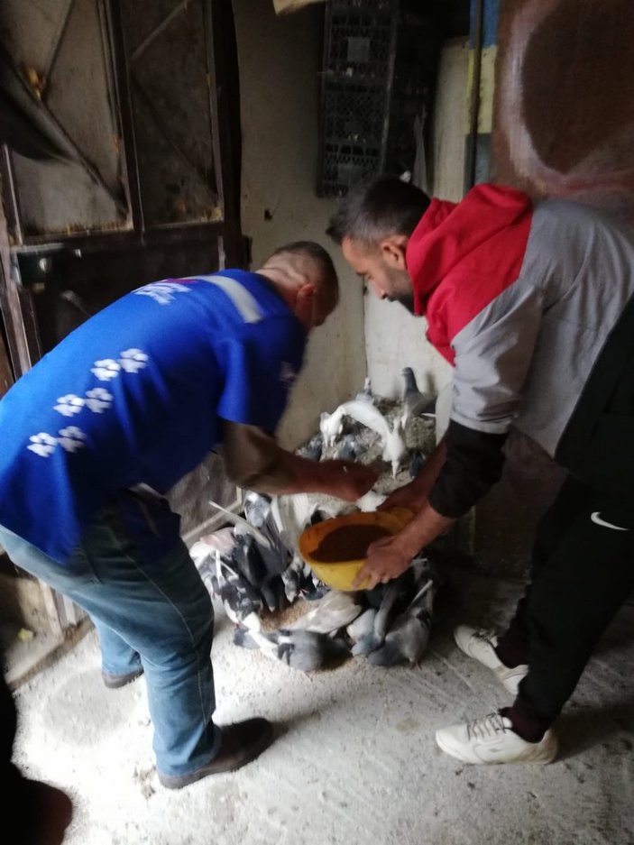 Hakkari'de belediye ekipleri güvercinleri besledi