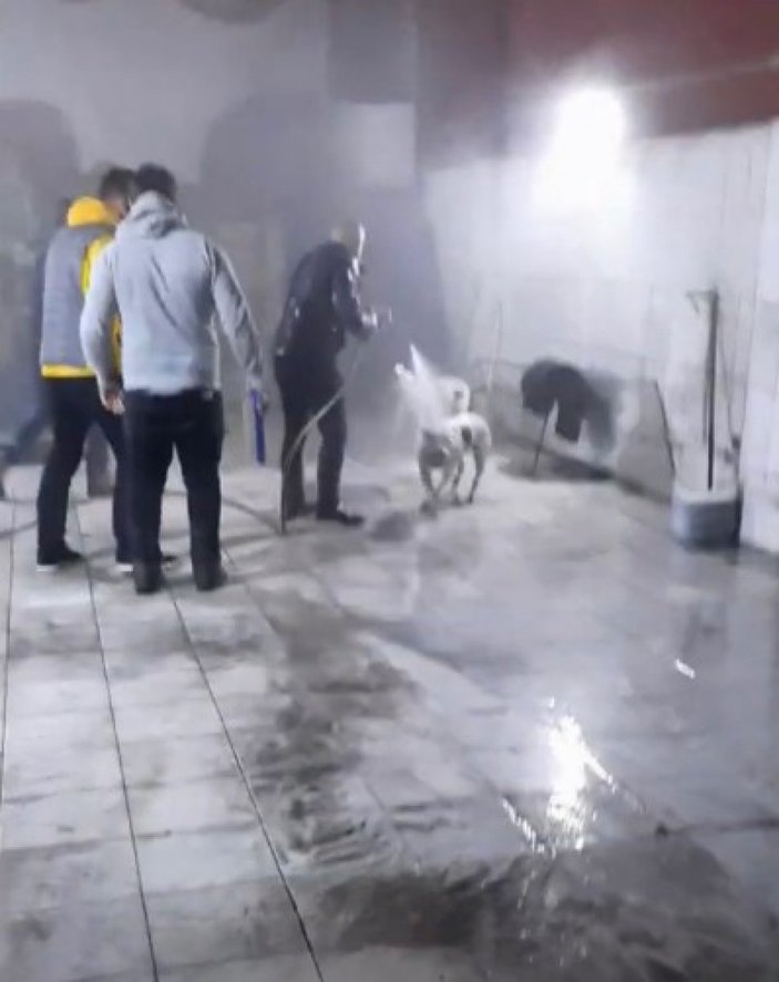 Seyrantepe’de pitbull sokak köpeğine saldırdı