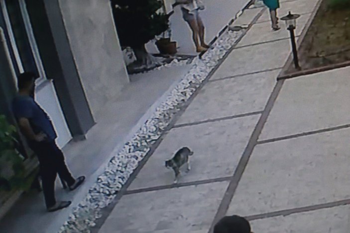 Antalya'da köpekli çift, kedinin saldırısına uğradı