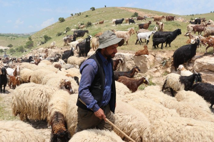 Siirt'te 10 bin lira maaşla çalışacak çoban yok